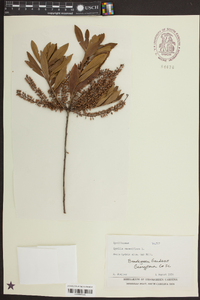 Cyrilla racemiflora image