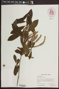 Cyrilla racemiflora image