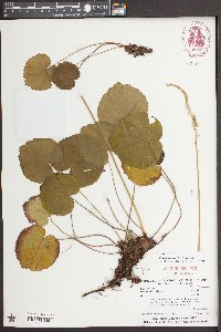 Galax urceolata image
