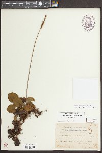 Galax urceolata image