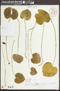 Galax urceolata image
