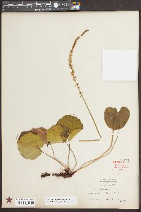 Galax urceolata image