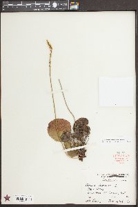 Galax urceolata image