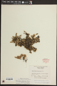 Pyxidanthera barbulata var. brevifolia image