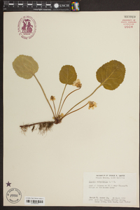 Shortia galacifolia image