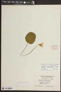 Shortia galacifolia image