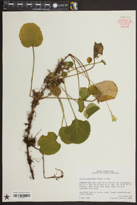 Shortia galacifolia image