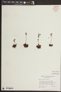Drosera brevifolia image