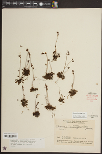 Drosera brevifolia image