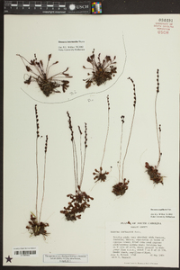 Drosera capillaris image