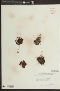 Drosera capillaris image