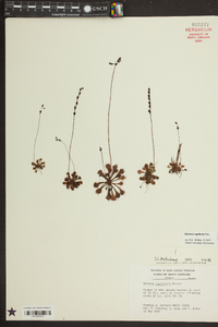 Drosera capillaris image