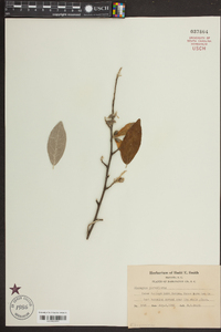 Elaeagnus parvifolia image
