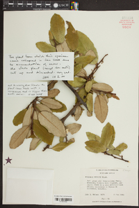 Elaeagnus pungens image