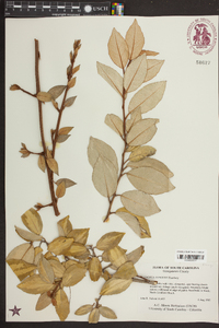 Elaeagnus pungens image