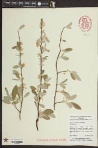 Elaeagnus umbellata image