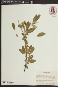Elaeagnus umbellata image