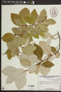 Elaeagnus pungens image