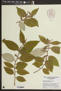 Elaeagnus pungens image