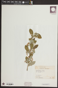 Elaeagnus umbellata image