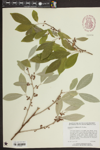 Elaeagnus umbellata image