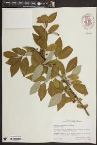 Elaeagnus umbellata image