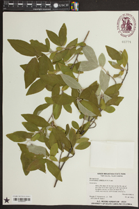 Elaeagnus umbellata image