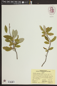 Elaeagnus umbellata image