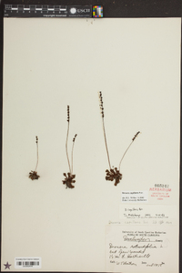 Drosera capillaris image