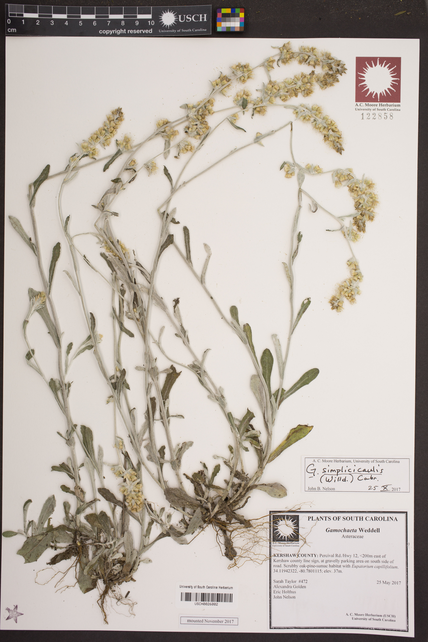 Gamochaeta simplicicaulis image