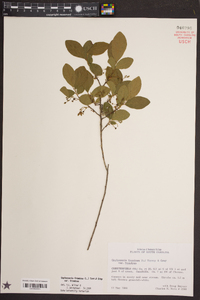 Gaylussacia frondosa image