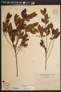 Gaylussacia frondosa var. frondosa image