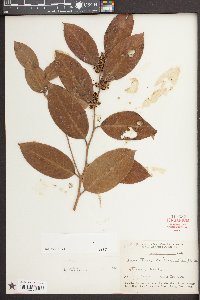 Leucothoe axillaris image