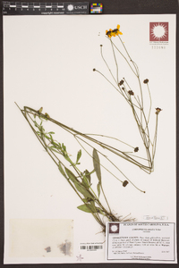 Coreopsis linifolia image