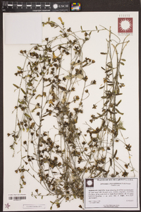 Stylisma angustifolia image