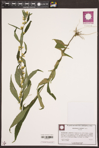 Solidago curtisii image