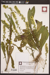 Solidago erecta image