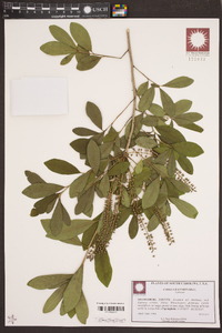 Cyrilla racemiflora image