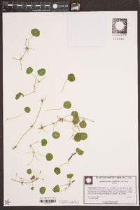 Hydrocotyle verticillata image