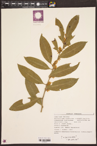 Leucothoe axillaris image