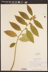 Leucothoe axillaris image