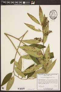 Leucothoe axillaris image