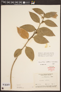 Leucothoe axillaris image