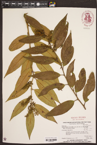 Leucothoe axillaris var. editorum image