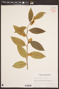 Leucothoe axillaris image