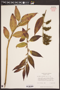 Leucothoe axillaris image