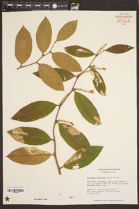 Leucothoe axillaris image