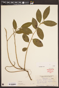 Leucothoe axillaris image