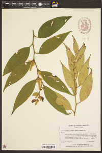 Leucothoe axillaris image