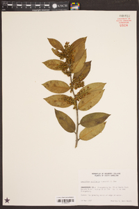 Leucothoe axillaris image